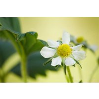 Kategorie <b>Obst </b> - Fragaria x ananassa 'Elan