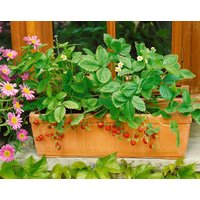 Obst - Fragaria vesca var.semperfl.'Rügen'