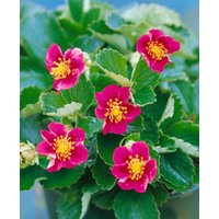 Obst - Fragaria vesca var.semperfl.'Rosea'