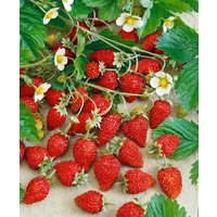 Obst - Fragaria vesca var.semperfl.'Alexandria'
