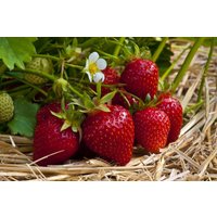 Obst - Fragaria vesca 'Ostara'