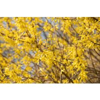 Kategorie <b>Hecken </b> - Forsythia 'Maree d'Or' -R-