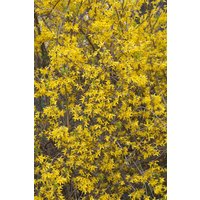 Kategorie <b>Hecken </b> - Forsythia 'Lynwood'