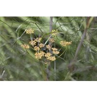 Kategorie <b>Produkt nicht gewünscht </b> - Foeniculum vulgare 'Rubrum'