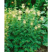 Kategorie <b>Produkt nicht gewünscht </b> - Filipendula ulmaria 'Plena'