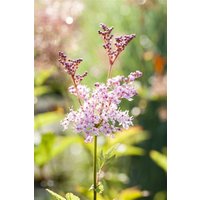 Kategorie <b>Produkt nicht gewünscht </b> - Filipendula rubra 'Venusta'