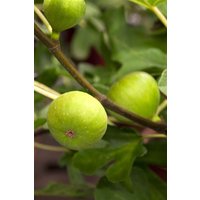 Kategorie <b>Produkt nicht gewünscht </b> - Ficus carica 'Brown Turkey'