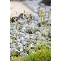 Kategorie <b>Produkt nicht gewünscht </b> - Festuca mairei