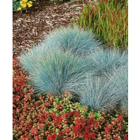 Kategorie <b>Gräser </b> - Festuca glauca 'Elijah Blue'