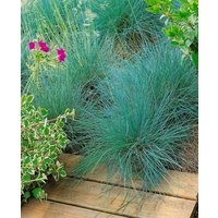 Kategorie <b>Produkt nicht gewünscht </b> - Festuca amethystina