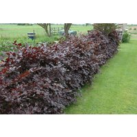 Hecken - Fagus sylvatica 'Purpurea'