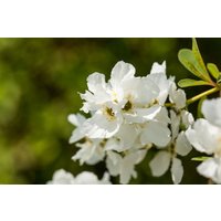 Kategorie <b>Blütensträucher und Ziergehölze </b> - Exochorda racemosa 'Magical Springtime' -R-