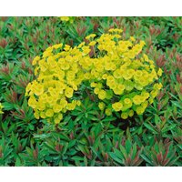 Kategorie <b>Stauden </b> - Euphorbia X martinii Kolibri