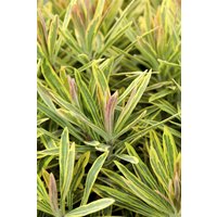 Kategorie <b>Stauden </b> - Euphorbia x martinii Ascot Rainbow