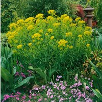 Kategorie <b>Stauden </b> - Euphorbia palustris 'Walenburg's Glorie'