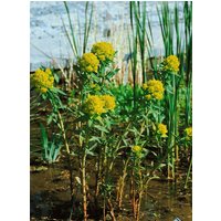 Stauden - Euphorbia palustris 'Teichlaterne'