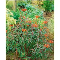 Kategorie <b>Stauden </b> - Euphorbia griffithii 'Dixter'