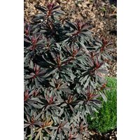 Kategorie <b>Stauden </b> - Euphorbia dulcis 'Chameleon'
