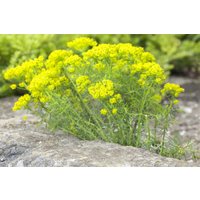 Kategorie <b>Stauden </b> - Euphorbia cyparissias