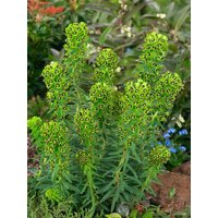 Kategorie <b>Stauden </b> - Euphorbia characias char.'Blue Wonder'