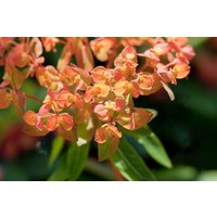 Stauden - Euphorbia amygdaloides 'Purpurea'