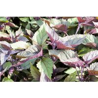 Kategorie <b>Stauden </b> - Eupatorium rugosum 'Chocolate'