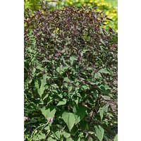 Stauden - Eupatorium rugosum