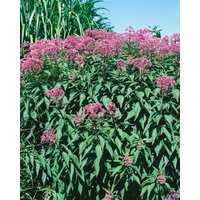 Stauden - Eupatorium fistulosum 'Glutball'
