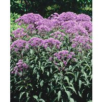 Kategorie <b>Produkt nicht gewünscht </b> - Eupatorium fistulosum 'Baby Joe' -R-