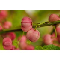 Kategorie <b>Bodendecker </b> - Euonymus phellomanus