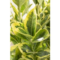 Kategorie <b>Bodendecker </b> - Euonymus japonicus 'Microphyl.Aureovar.'