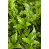 Kategorie <b>Bodendecker </b> - Euonymus fortunei radicans