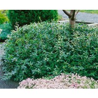 Bodendecker - Euonymus fortunei 'Sunspot'