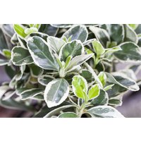 Kategorie <b>Bodendecker </b> - Euonymus fortunei 'Silver Carpet'