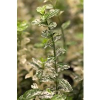 Kategorie <b>Bodendecker </b> - Euonymus fortunei 'Harlequin'