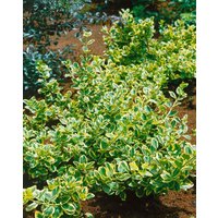 Kategorie <b>Produkt nicht gewünscht </b> - Euonymus fortunei 'GaiGo'