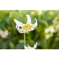 Kategorie <b>Stauden </b> - Erythronium tuolumnense 'White Beauty'