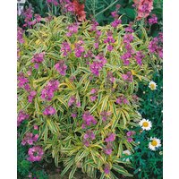 Kategorie <b>Stauden </b> - Erysimum linifolium Variegatum