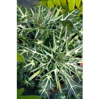 Kategorie <b>Stauden </b> - Eryngium variifolium