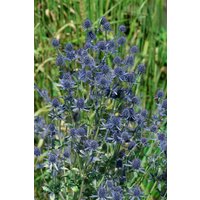 Kategorie <b>Produkt nicht gewünscht </b> - Eryngium planum 'Blue Hobbit'