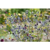 Kategorie <b>Produkt nicht gewünscht </b> - Eryngium planum 'Blaukappe'