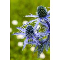 Kategorie <b>Produkt nicht gewünscht </b> - Eryngium planum