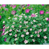 Kategorie <b>Stauden </b> - Erodium x variabile 'Roseum'