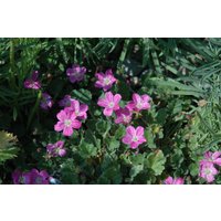 Kategorie <b>Stauden </b> - Erodium variable Bishop s Form