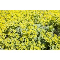 Kategorie <b>Produkt nicht gewünscht </b> - Eriophyllum lanatum
