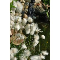 Kategorie <b>Stauden </b> - Eriophorum angustifolium