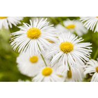 Kategorie <b>Produkt nicht gewünscht </b> - Erigeron x cult.'Sommerneuschnee'