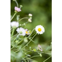 Kategorie <b>Produkt nicht gewünscht </b> - Erigeron karvinskianus 'Blütenmeer'