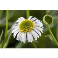 Kategorie <b>Produkt nicht gewünscht </b> - Erigeron karvinskianus