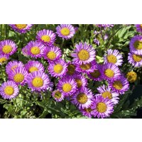Kategorie <b>Produkt nicht gewünscht </b> - Erigeron glaucus 'Sea Breeze -R-'